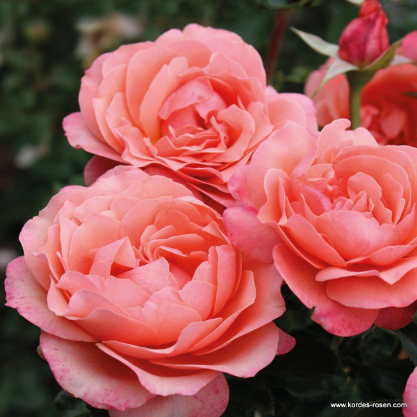 CORAL LIONS-ROSE® CORAL LIONS-ROSE®